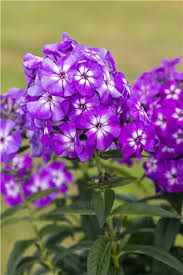 Image result for Phlox (großblumig)