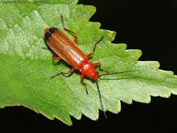 Attēlu rezultāti vaicājumam “Rhagonycha fulva”