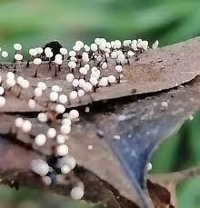 Attēlu rezultāti vaicājumam “Didymium bahiense macro”