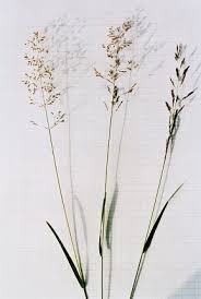 Attēlu rezultāti vaicājumam “Deschampsia flexuosa”