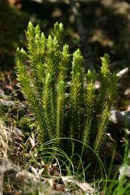 Attēlu rezultāti vaicājumam “Huperzia selago”