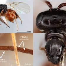 Attēlu rezultāti vaicājumam “Aulacidea hieracii”