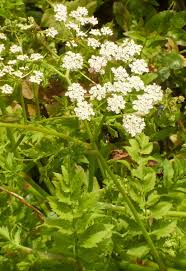 Attēlu rezultāti vaicājumam “Berula erecta leaf”