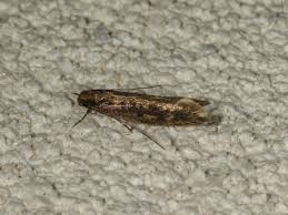 Attēlu rezultāti vaicājumam “Tineidae”