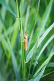 Attēlu rezultāti vaicājumam “Agriphila selasella”