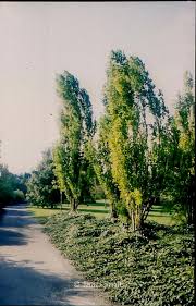 Attēlu rezultāti vaicājumam “Morus alba”