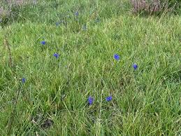 Attēlu rezultāti vaicājumam “Gentiana pneumonanthe”