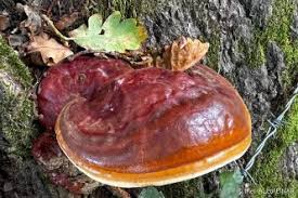 Attēlu rezultāti vaicājumam “Fomitopsis pinicola”