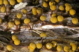 Attēlu rezultāti vaicājumam “Ceratiomyxa morchella macro”