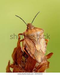 Attēlu rezultāti vaicājumam “Carpocoris sp.”