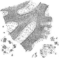 Attēlu rezultāti vaicājumam “Amaurochaete atra young”