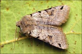 Attēlu rezultāti vaicājumam “Agrochola litura”