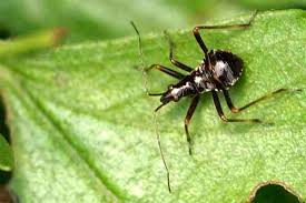 Attēlu rezultāti vaicājumam “Himacerus apterus”