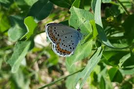 Attēlu rezultāti vaicājumam “Plebejus argyrognomon”