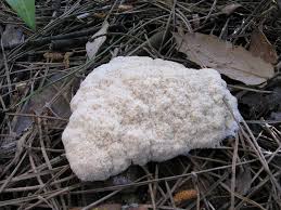 Attēlu rezultāti vaicājumam “Fuligo cinerea”