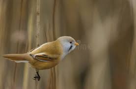Attēlu rezultāti vaicājumam “Panurus biarmicus female”