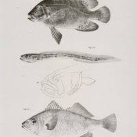 Image result for Lobotes surinamensis