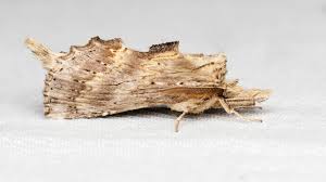 Attēlu rezultāti vaicājumam “Pterostoma palpina”