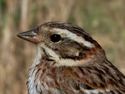 Image result for Emberiza rustica
