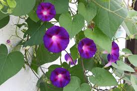 Image result for Ipomoea Lavender