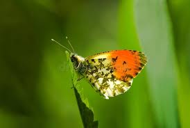 Attēlu rezultāti vaicājumam “Anthocharis cardamines underside”