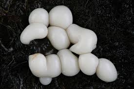 Attēlu rezultāti vaicājumam “Trichia ambigua spores”