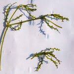 Attēlu rezultāti vaicājumam “Najas marina leaf”