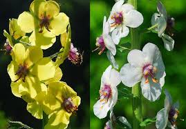 Image result for Verbascum blattaria