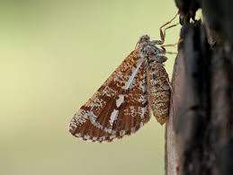 Attēlu rezultāti vaicājumam “Bupalus piniaria male”
