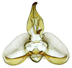 Attēlu rezultāti vaicājumam “Archips podana female”