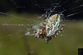 Attēlu rezultāti vaicājumam “Aculepeira ceropegia”