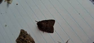 Attēlu rezultāti vaicājumam “Rusina ferruginea female”