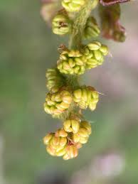 Attēlu rezultāti vaicājumam “Betula humilis male flower”