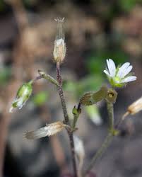 Attēlu rezultāti vaicājumam “Cerastium holosteoides fruit”