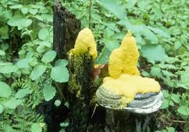 Attēlu rezultāti vaicājumam “Fuligo septica var. flava”