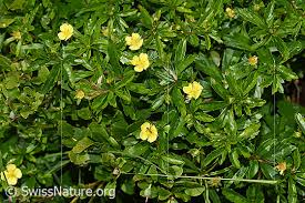 Image result for Potentilla erecta