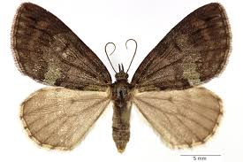 Attēlu rezultāti vaicājumam “Hydriomena impluviata”