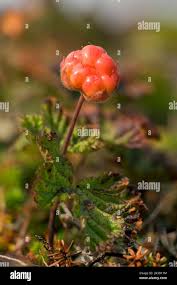 Attēlu rezultāti vaicājumam “Rubus chamaemorus fruit”