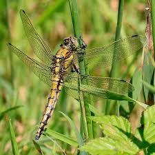 Attēlu rezultāti vaicājumam “Orthetrum cancellatum”