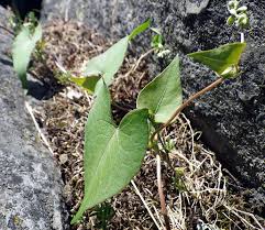Attēlu rezultāti vaicājumam “Fallopia convolvulus fruit”