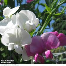Attēlu rezultāti vaicājumam “Lathyrus latifolius fruit”