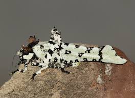 Attēlu rezultāti vaicājumam “Tettigoniodea”