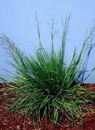 Attēlu rezultāti vaicājumam “Glyceria lithuanica”