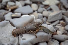 Attēlu rezultāti vaicājumam “Astacus astacus”