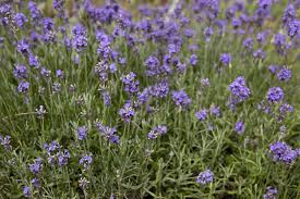Attēlu rezultāti vaicājumam “Lavandula angustifolia”
