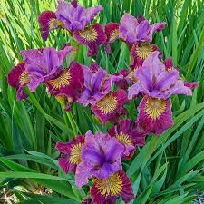 Attēlu rezultāti vaicājumam “Iris sibirica flower”