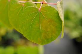 Attēlu rezultāti vaicājumam “Cercidiphyllum japonicum leaf”