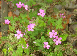 Attēlu rezultāti vaicājumam “Geranium robertianum flower”