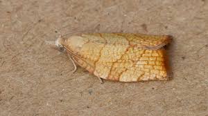 Attēlu rezultāti vaicājumam “Pandemis corylana”