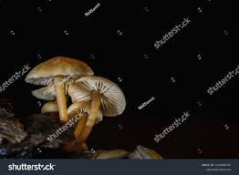 Attēlu rezultāti vaicājumam “Strobilurus esculentus”